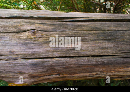 Bark texture background pattern crack Stock Photo