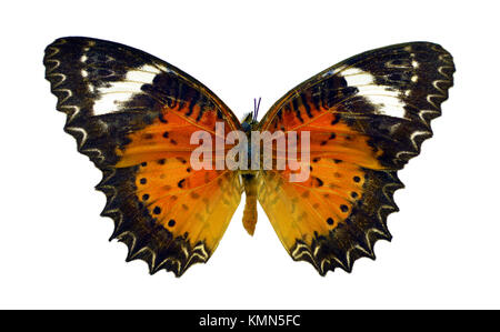 Beautiful exotic colorful Cethosia Biblis butterfly isolated on white background Stock Photo