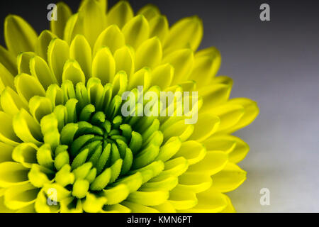 A beautiful yellow Chrysanthemum Indicum flower is a specific flower produced in France during autumn taken by macro photography. Specific in Europe. Stock Photo