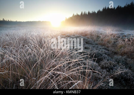 misty winter sunrise over frosted forest meadow Stock Photo