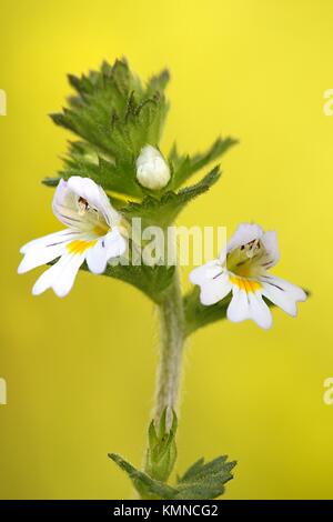 Common eyebright, Euphrasia nemorosa,   traditional medicinal plant Stock Photo