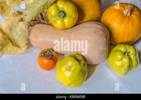 Dry branch of poplar near long pale pumpkin with round orange pumpkins,ripe quince and persimmon on a white tablecloth Stock Photo