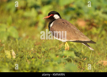 A Red-wattled lapwing Stock Photo