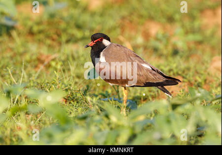 A Red-wattled lapwing Stock Photo