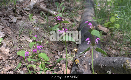 Blooming pink flowers of common henbit near the black charred trunk of a birch. Closeup Stock Photo