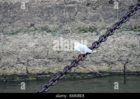 white seagull sitting on rusty chain stretched over water Stock Photo