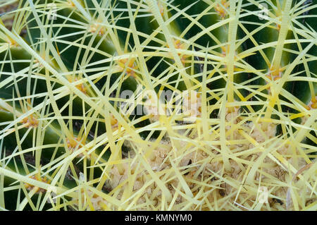 Close up of pattern formed by cactus plant spines against green flesh of plant.