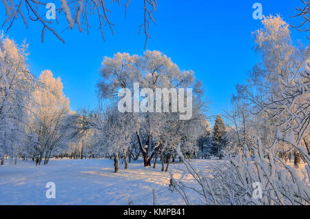 Beauty of winter nature in snowy park at sunrise. The sun's rays painted the tops of the hoarfrost covered trees in golden color - beautiful winter la Stock Photo