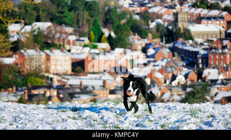 Ashbourne, Derbyshire. 8th Dec, 2017. UK Weather: Border Collie dog having fun plating ball in a  snow covered field above Ashbourne Derbyshire the gateway to the Peak District National Park Credit: Doug Blane/Alamy Live News Stock Photo