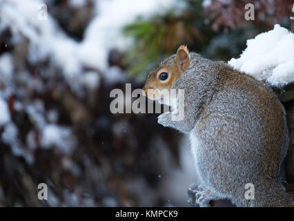 Kidderminster, UK. 8th December, 2017. UK weather: surprised wildlife heads to urban gardens as Worcestershire sees its first heavy snowfall of the season. A close-up UK grey squirrel (Sciurus carolinensis) is pictured here looking cold, sitting isolated outdoors in the snow.  Credit: Lee Hudson/Alamy Live News Stock Photo