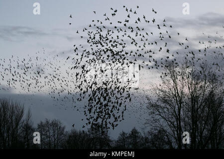 A spectacular dusk starling flight, gathering and groupings, with silhouetted groups flying flocking, mumurate over Martin Mere nature reserve at sunset. Starlings in group migration, silhouette, swirling flight formation, flocks, swarm, wild birds flying shapes as an estimated 50 thousand starlings gather in the autumn sky.  The murmur or chatter mumuration between the huge numbers of birds as they fly, is quite intense and is thought to be communication as huge flocks, the largest seen in the last for 12 years, are attract large numbers of wildlife birdwatchers to Burscough, UK. Stock Photo