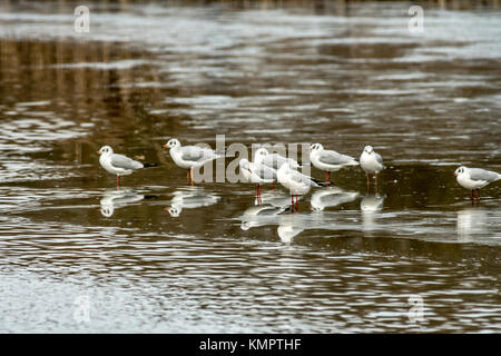 Melton Mowbray country park December 9th 2017: Temperature and visitors drop for the towns country park, chilly artic winds frozen lake wildlife hunt for food as number of visiting feeders stay warm at home. Clifford Norton/Alamy Live News Stock Photo