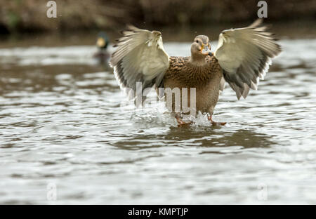Melton Mowbray country park December 9th 2017: Temperature and visitors drop for the towns country park, chilly artic winds frozen lake wildlife hunt for food as number of visiting feeders stay warm at home. Clifford Norton/Alamy Live News Stock Photo
