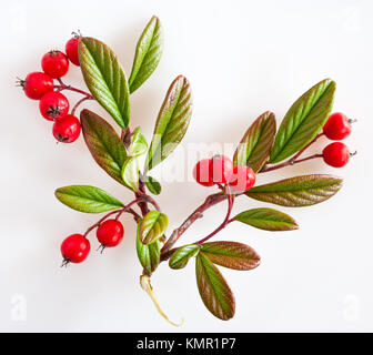 cotoneaster with ripe red berries / Cotoneaster lacteus / skalník Stock Photo