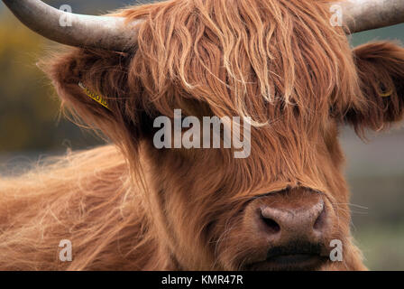 Originally Scottish cattle, this image was captured near Brockenhurst in the New Forest, Hampshire. Stock Photo