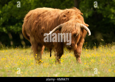 Originally Scottish cattle, this image was captured near Brockenhurst in the New Forest, Hampshire. Stock Photo