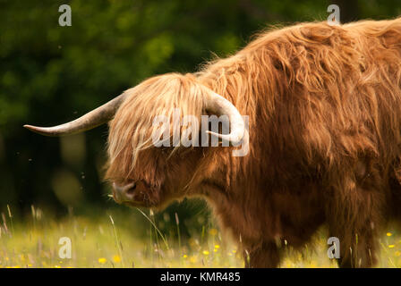 Originally Scottish cattle, this image was captured near Brockenhurst in the New Forest, Hampshire. Stock Photo