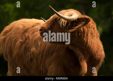 Originally Scottish cattle, this image was captured near Brockenhurst in the New Forest, Hampshire. Stock Photo