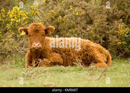 Originally Scottish cattle, this image was captured near Brockenhurst in the New Forest, Hampshire. Stock Photo