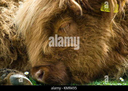 Originally Scottish cattle, this image was captured near Brockenhurst in the New Forest, Hampshire. Stock Photo