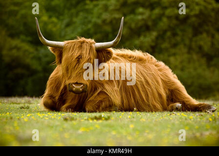 Originally Scottish cattle, this image was captured near Brockenhurst in the New Forest, Hampshire. Stock Photo