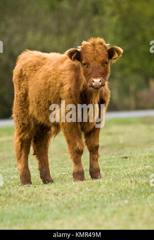 Originally Scottish cattle, this image was captured near Brockenhurst in the New Forest, Hampshire. Stock Photo