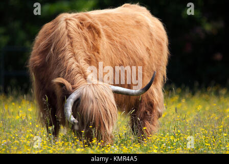 Originally Scottish cattle, this image was captured near Brockenhurst in the New Forest, Hampshire. Stock Photo