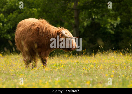 Originally Scottish cattle, this image was captured near Brockenhurst in the New Forest, Hampshire. Stock Photo