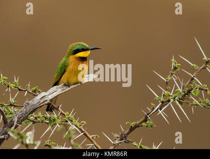 Little Bee Eater on Thorn Bush Stock Photo