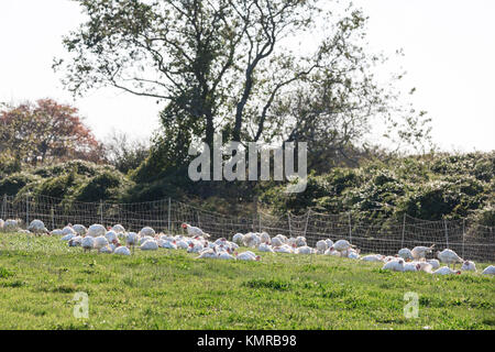 flock of domestic turkeys in southampton, ny Stock Photo