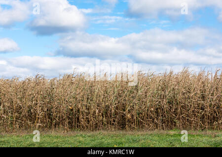 detail image of a faded field of corn in east hampton, ny Stock Photo