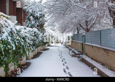 snowy alleyway with covered snow trees in a park Stock Photo - Alamy