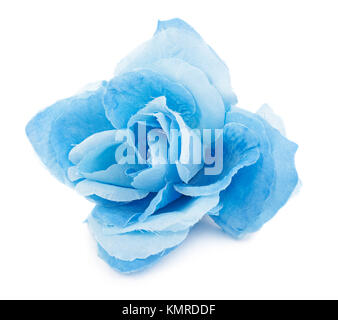 Blue fabric flower isolated on white background Stock Photo