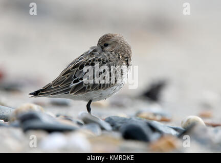 Dunlin (Calidris alpina) roosting, moulting into winter plumage, Marazion beach, Cornwall, England, UK. Stock Photo