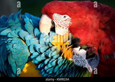 Red Green Winged Macaw and Blue and Gold Macaw Playing with a Love Bite