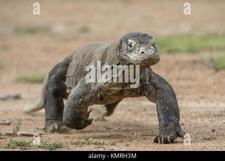 Attack of a Komodo dragon. The dragon running on sand. The Running Komodo dragon ( Varanus komodoensis ) .  Is the biggest living lizard in the world. Stock Photo