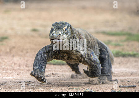 Attack of a Komodo dragon. The dragon running on sand. The Running Komodo dragon ( Varanus komodoensis ) .  Is the biggest living lizard in the world. Stock Photo