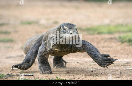 Attack of a Komodo dragon. The dragon running on sand. The Running Komodo dragon ( Varanus komodoensis ) .  Is the biggest living lizard in the world. Stock Photo