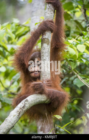 Baby orangutan (Pongo pygmaeus) on the tree. Natural green background. Borneo rainforest jungle, Indonesia. Stock Photo