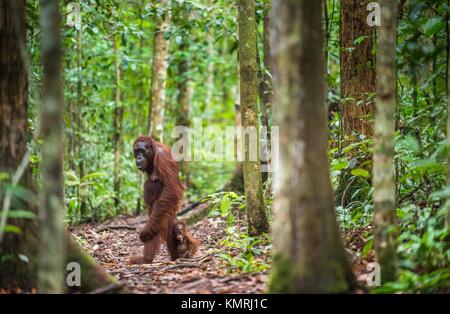 Orangutans with cub. Central Bornean orangutan ( Pongo pygmaeus wurmbii ) in wild nature in Tropical Rainforest of Borneo. Indonesia Stock Photo