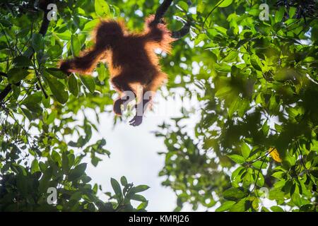 Baby orangutan (Pongo pygmaeus). The cub silhouette of an orangutan in green krone of trees.Baby orangutan (Pongo pygmaeus) on the tree.  Borneo rainf Stock Photo