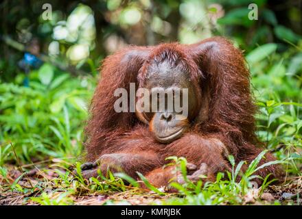 Bornean orangutan (Pongo pygmaeus) in the wild nature. Central Bornean orangutan ( Pongo pygmaeus wurmbii ) in natural habitat. Stock Photo