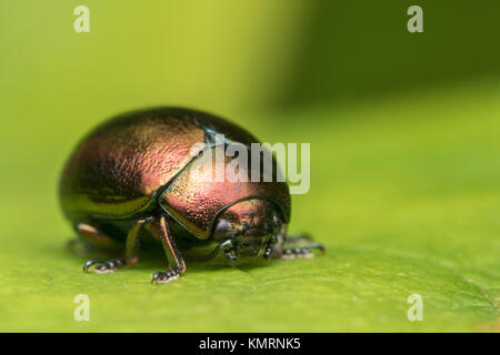 Leaf beetle (Chrysolina varians) resting on a Rhodendron leaf in woodland. Cahir, Tipperary, Ireland. Stock Photo