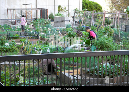 Senior Korean gardeners tending vegetables in a community garden beds near the Angels Flight railway downtown Los Angeles, California US KATHY DEWITT Stock Photo