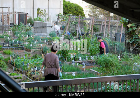 Senior Korean gardeners tending their vegetables in garden allotments near the Angels Flight railway downtown Los Angeles, California USA KATHY DEWITT Stock Photo