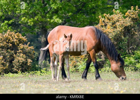 New Forest ponies, chestnut mare and foal together. Stock Photo