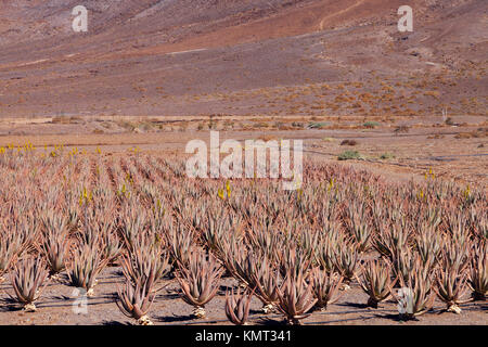 Organic aloe vera succulent plant field growing on volcanic, rocky mountain slopes, Fuerteventura, Canary Island .