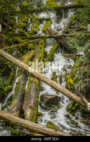 Fallen Trees Cover Upper Proxy Falls in Oregon forest in summer