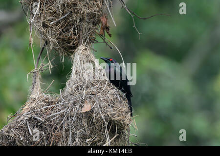 Metallic Starling or Shining Starling (Aplonis metallica) in front of its nest. Far North Queensland, Australia Stock Photo