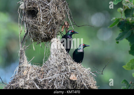 Metallic Starlings or Shining Starlings (Aplonis metallica) in front of their nest. Far North Queensland, Australia Stock Photo